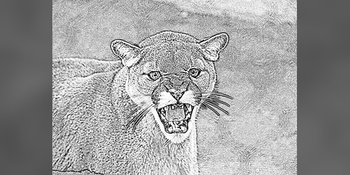 Cover image for Cougar Town