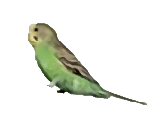 Flappy Anoon