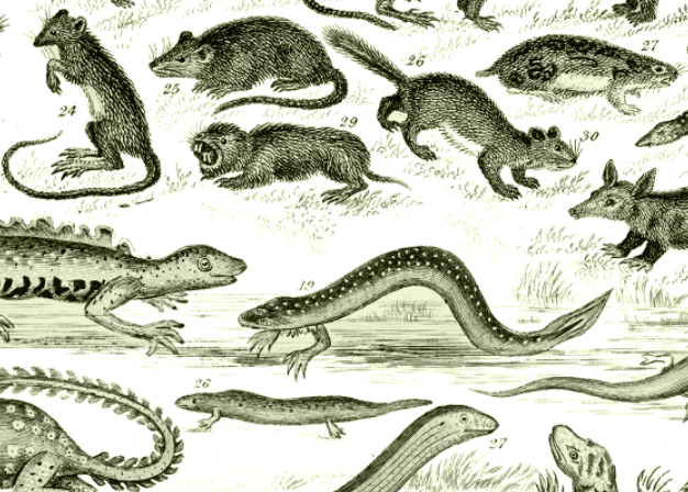 Cover image for Bernpyle Press: Precursor Beast Generator