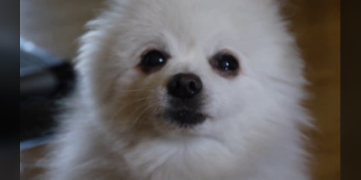 Cover image for Meme Cube