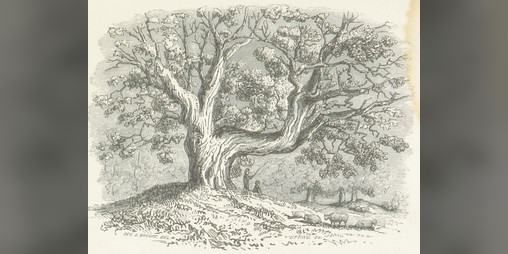 Cover image for Woodland Wanderings (WIP)