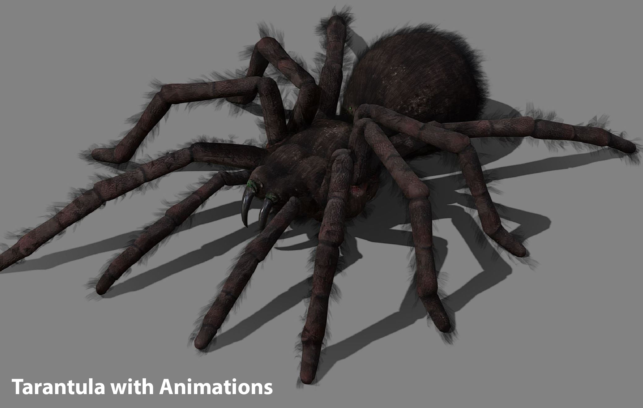 Tarantula with animations