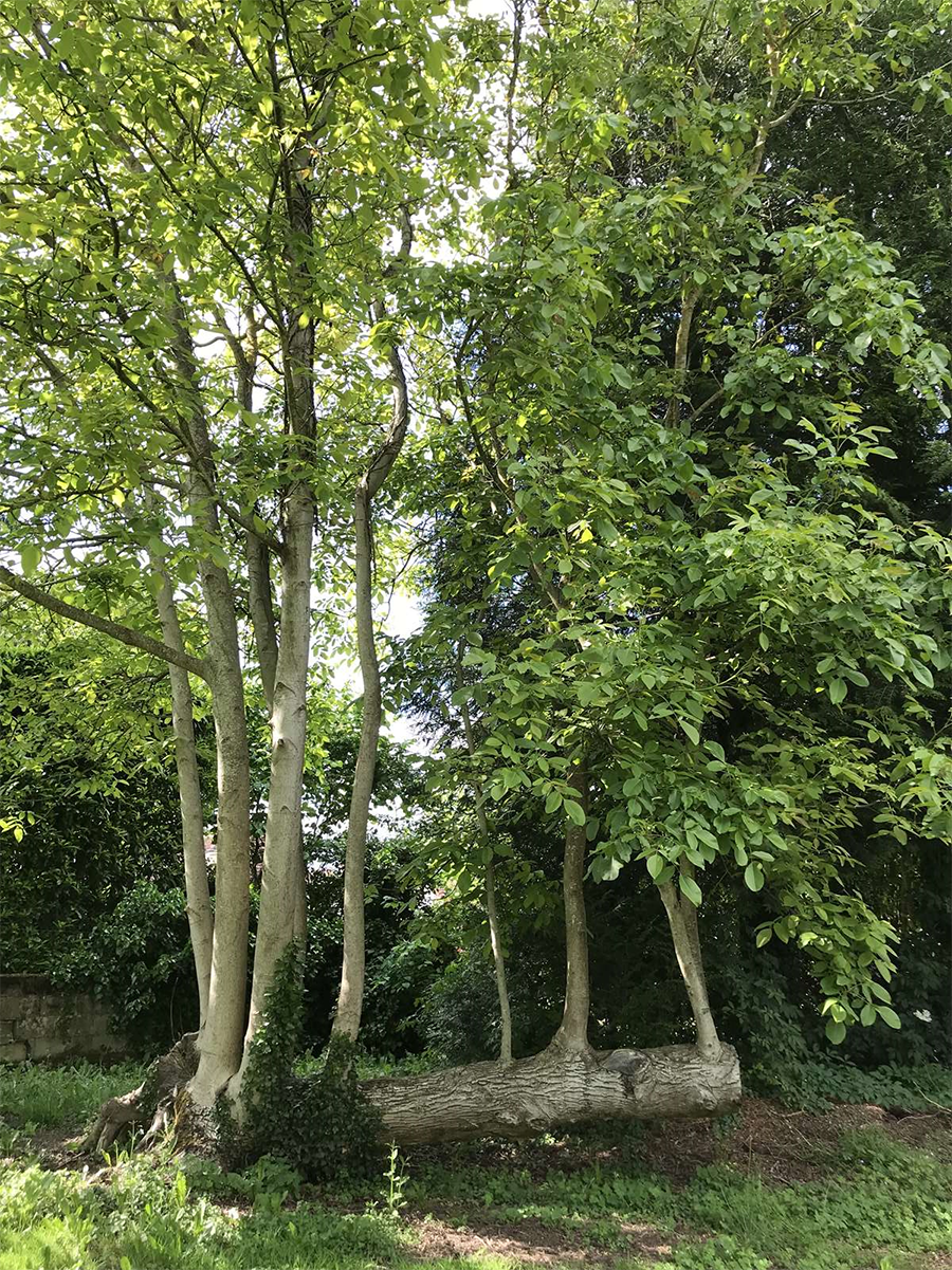 Juniper Jupiters