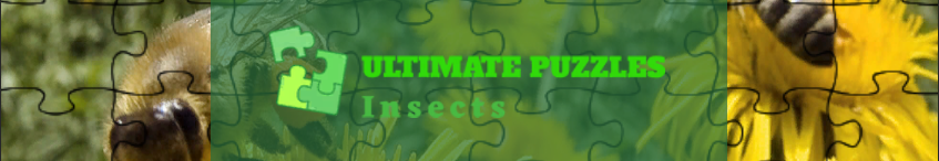 Ultimate Puzzles Insects