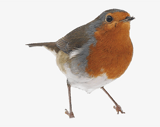 BIRDS 2