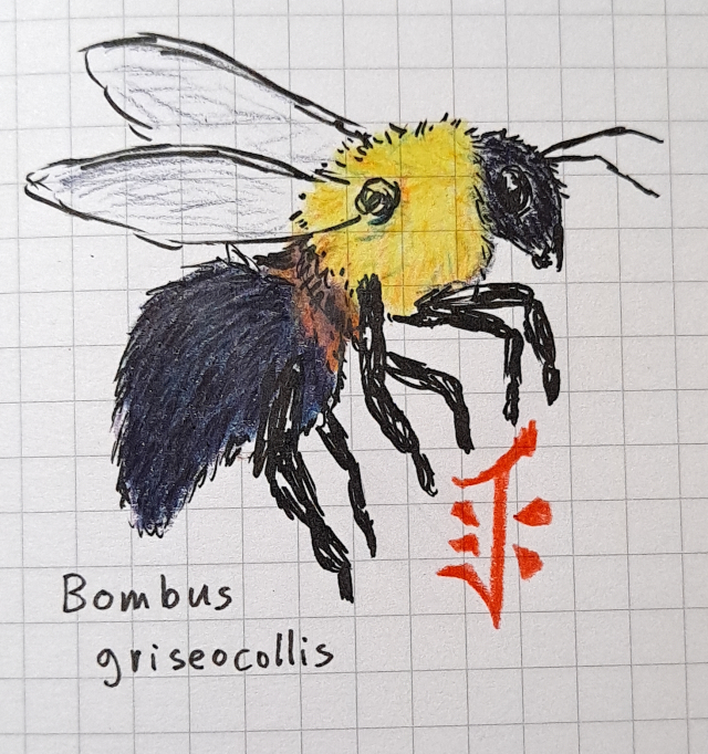 An illustration of Bombus griseocollis 