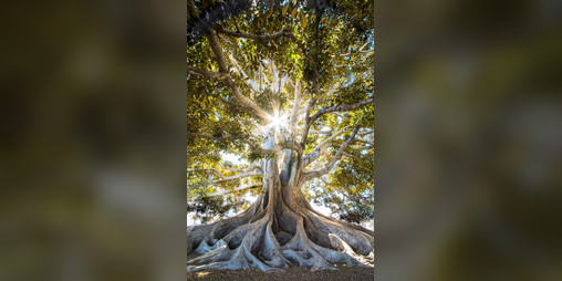 Cover image for Entanglement