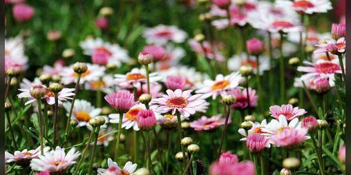 Cover image for Flowers for the Dead