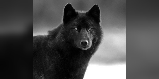 Cover image for Fenrir