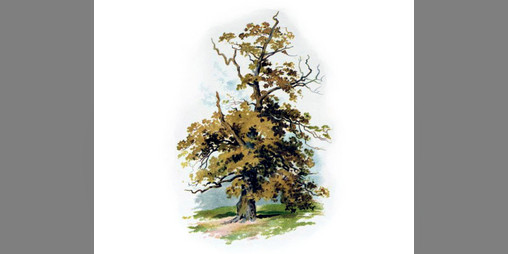 Cover image for A Guide to Inglewood Forest