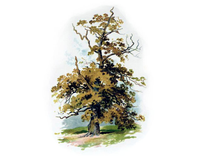 Cover image for A Guide to Inglewood Forest