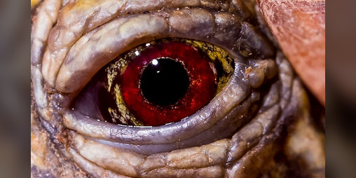 Cover image for GAZE