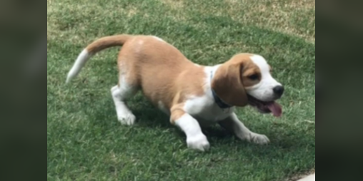 Cover image for Lolo the beagle