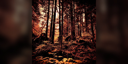 Cover image for Wildheart