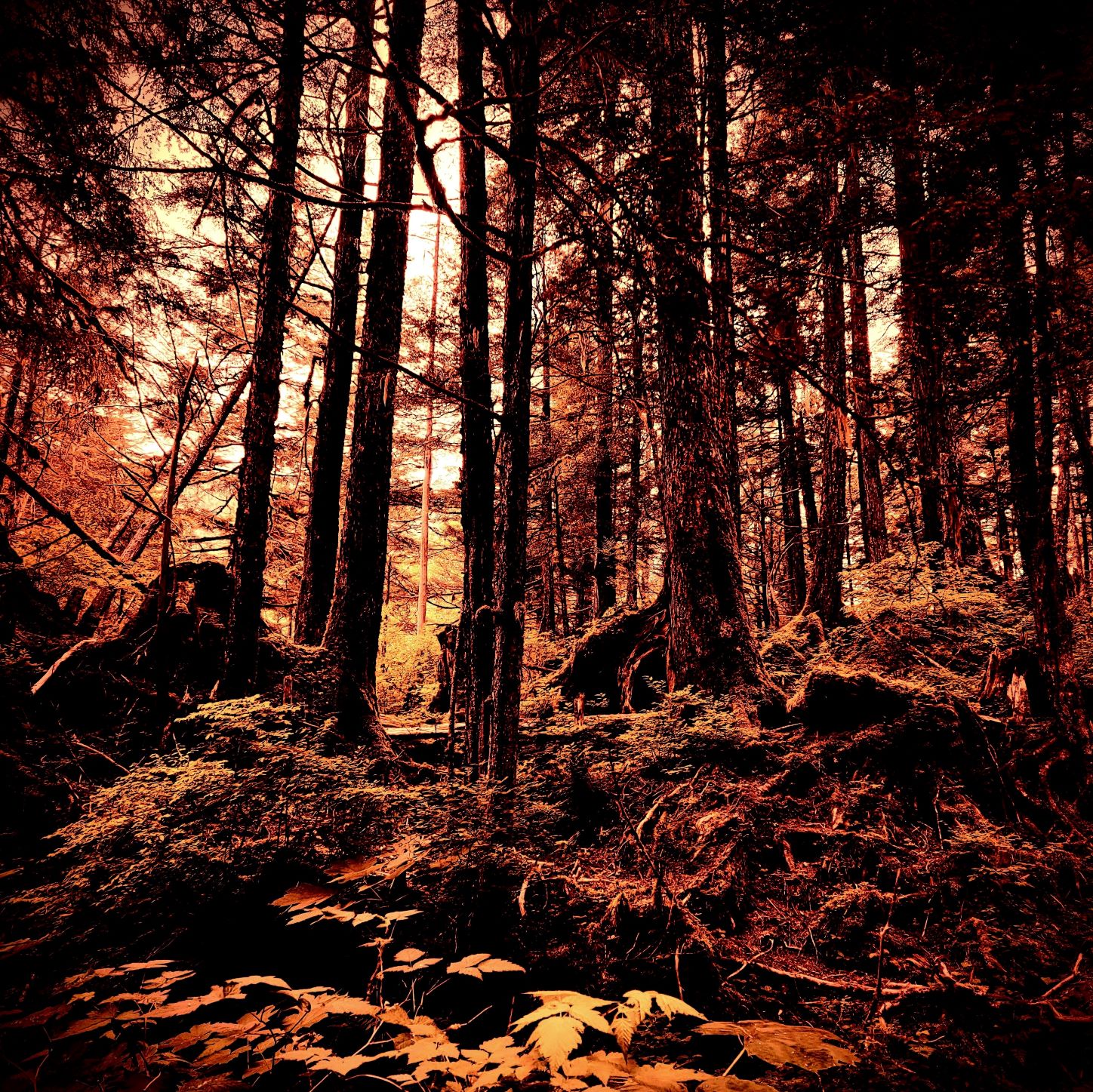 Cover image for Wildheart