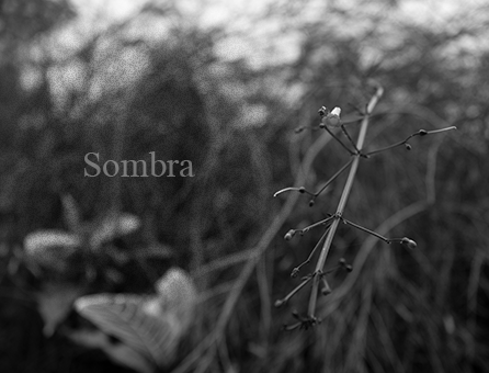Sombra