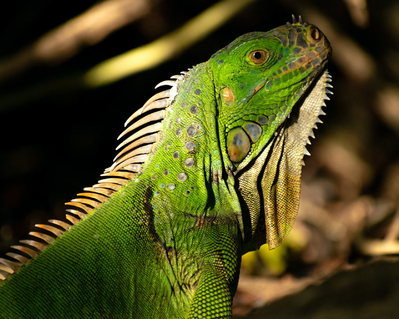 Iguana photo