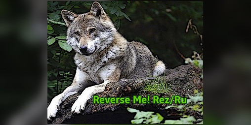 Cover image for Reverse Me! Rez/Ru