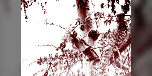 Cover image for Trackless