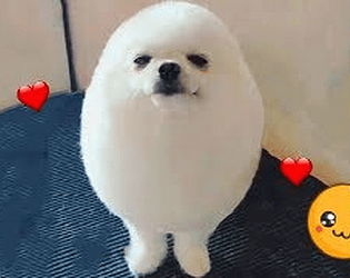Cute little egg dog game