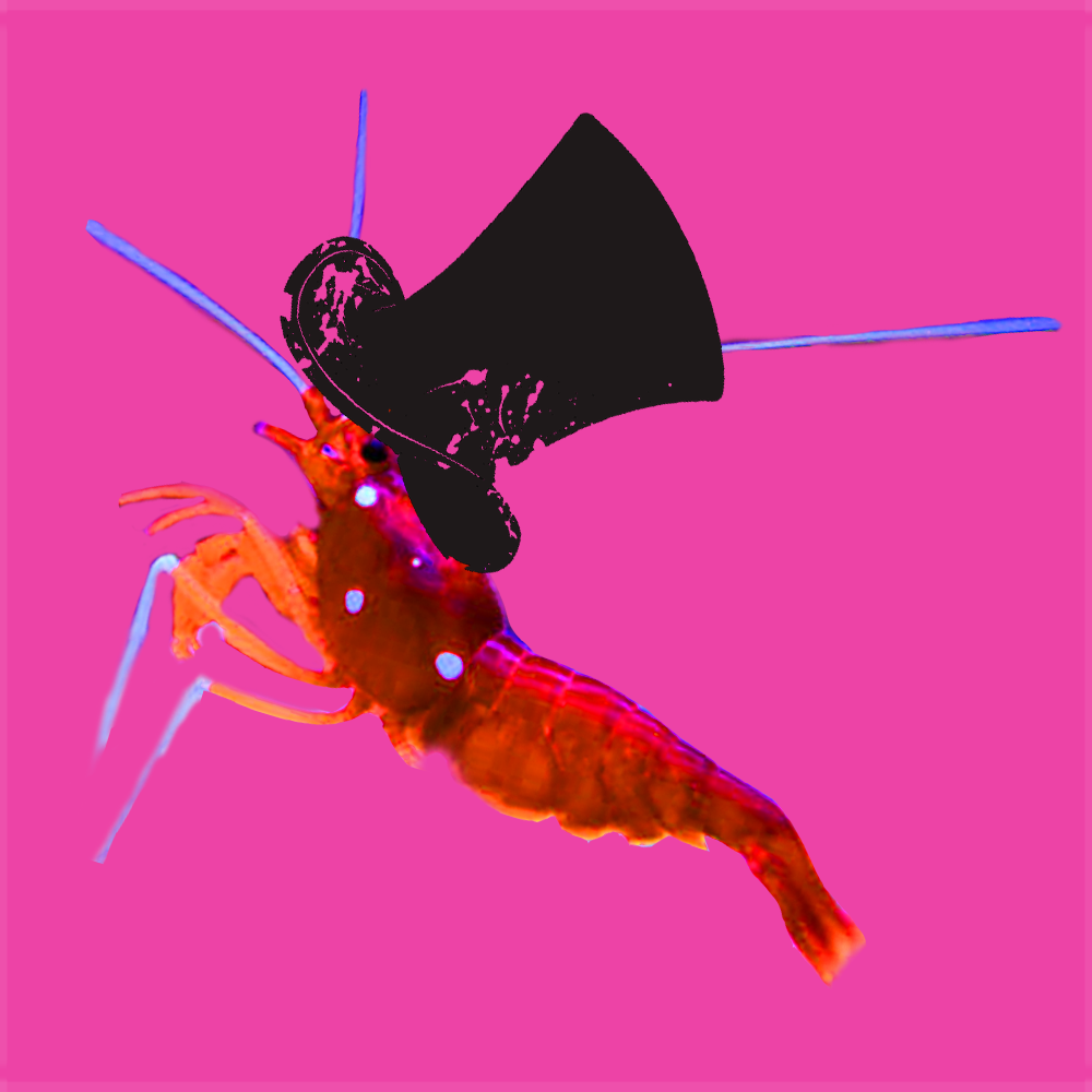 A long winded joke about prawns