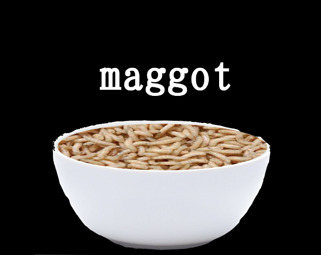 Maggot