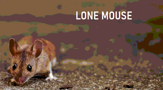 Lone Mouse