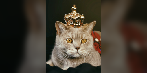 Cover image for Cats in High Places
