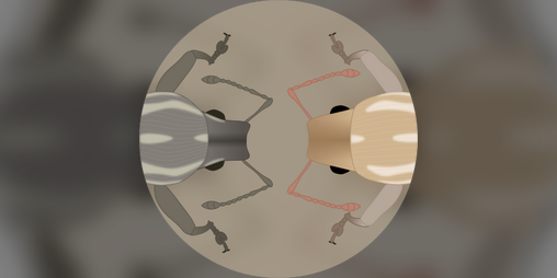 Cover image for Distinguishing between Naupactus leucoloma and N. peregrinus