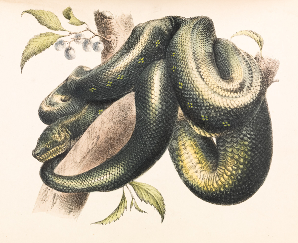 Cover image for Snake Farmer
