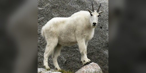 Cover image for You're Trapped in a Room with a Killer Goat