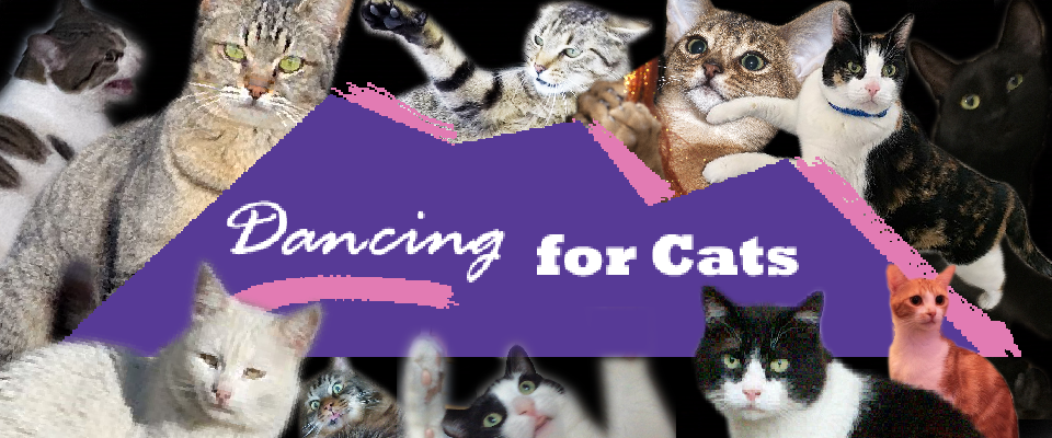 Dancing For Cats