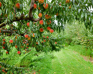 Peach Catching