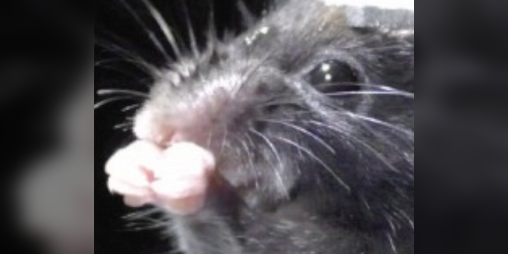 Cover image for Rats Paper Scissors