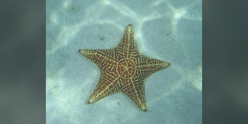 Cover image for conversations with the sea