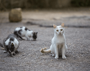 La vida de un Gato