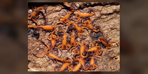 Cover image for Sulphur Skorps