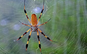 Cover image for ChannelWai Story: Spider The Junior