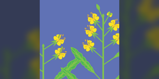 Cover image for Evolving Plants - Mustard