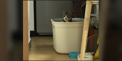 Cover image for Drum Cat