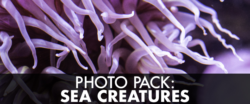 Photo Pack: Sea Creatures