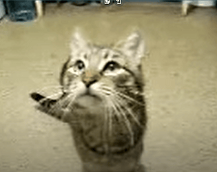 MEow
