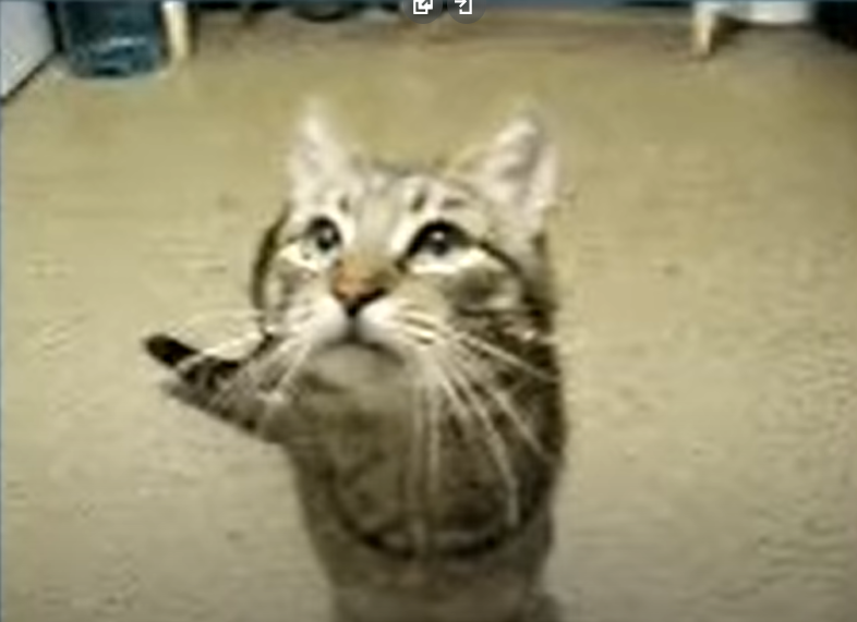 MEow