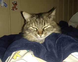 GatosoMen Teste