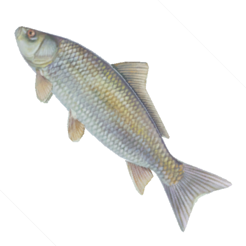 Cover image for Pete Goes Fishing