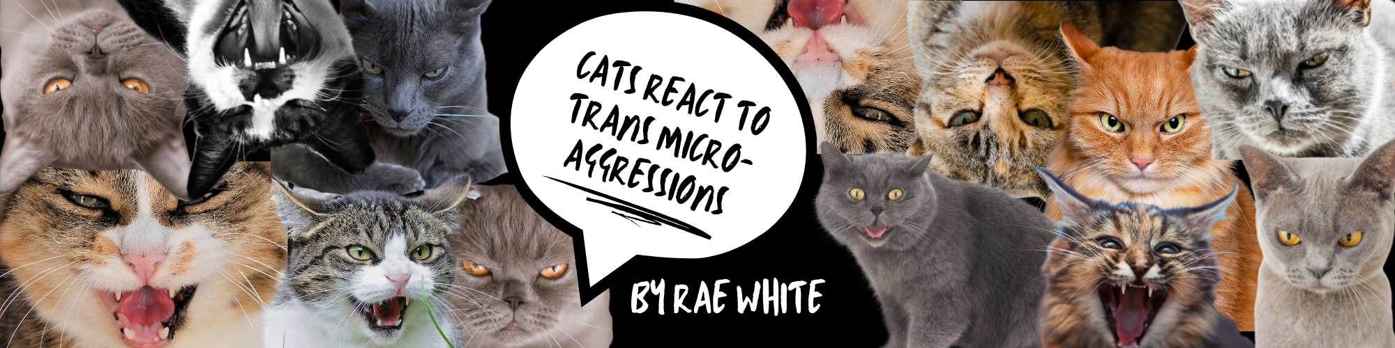 Cats React to Trans Microaggressions