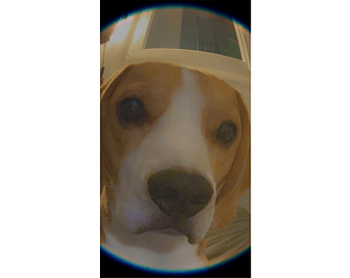 vie de Chien