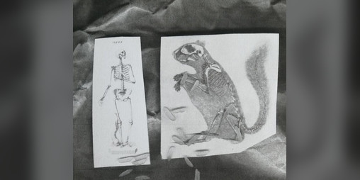 Cover image for Curse of the Urban Squirrel