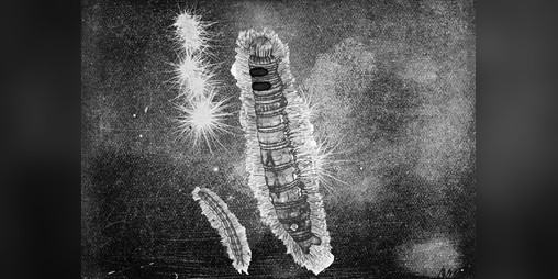Cover image for The Halogenic Cocoon