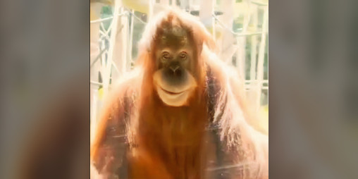 Cover image for Monkey Go Seek